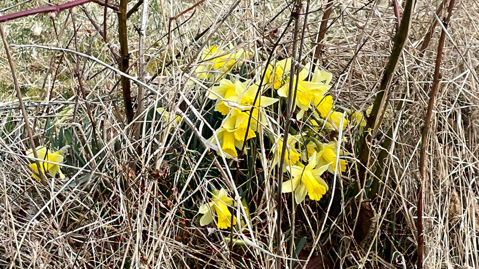 Einige Narzissen blühen zwischen verdorrtem Gras und unter Zweigen.