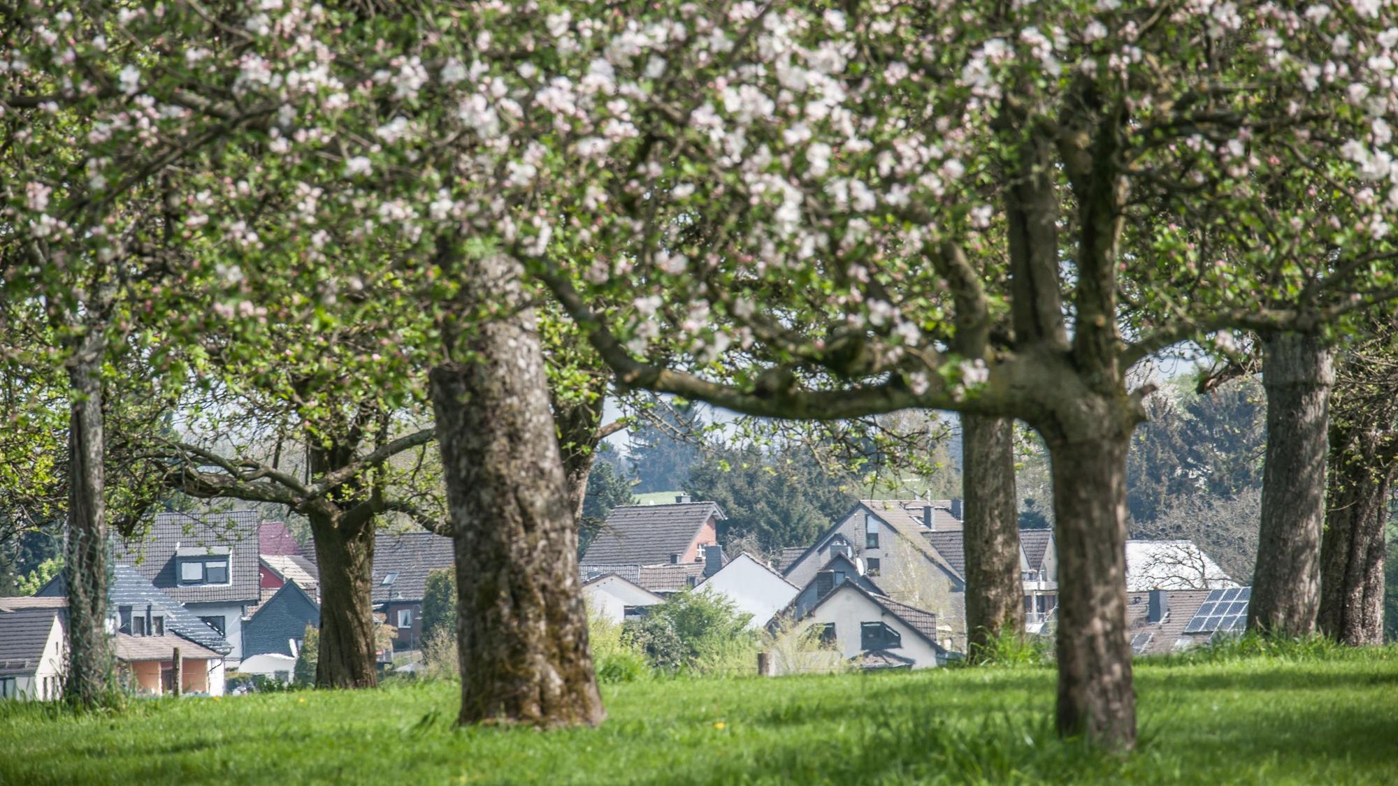 Obstweg bei Hülstrunk / Bennert. Bild: Ralf Krieger
