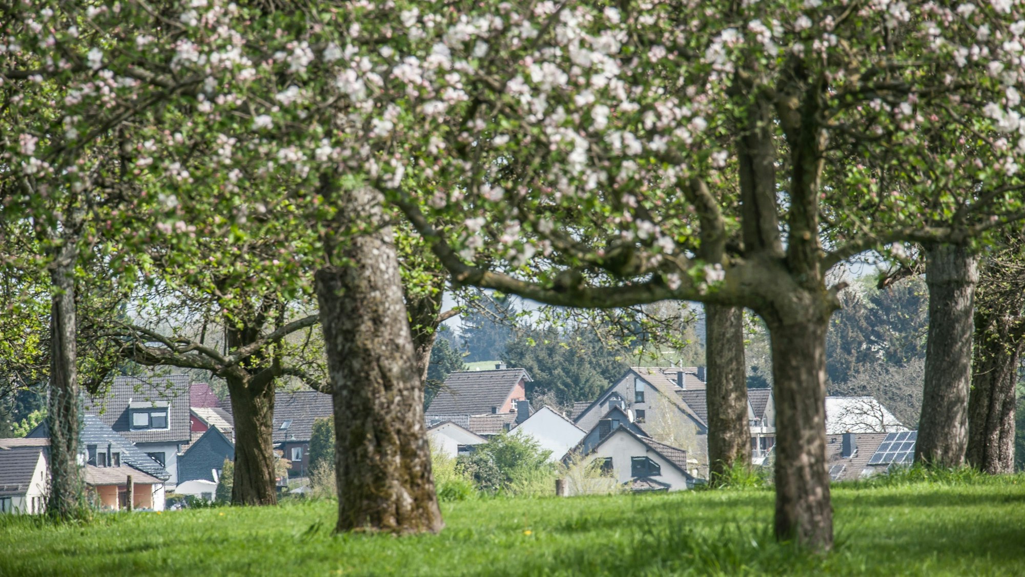 Obstweg bei Hülstrunk / Bennert.  Bild: Ralf Krieger