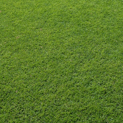 Perfekter kurz geschnittener Rasen