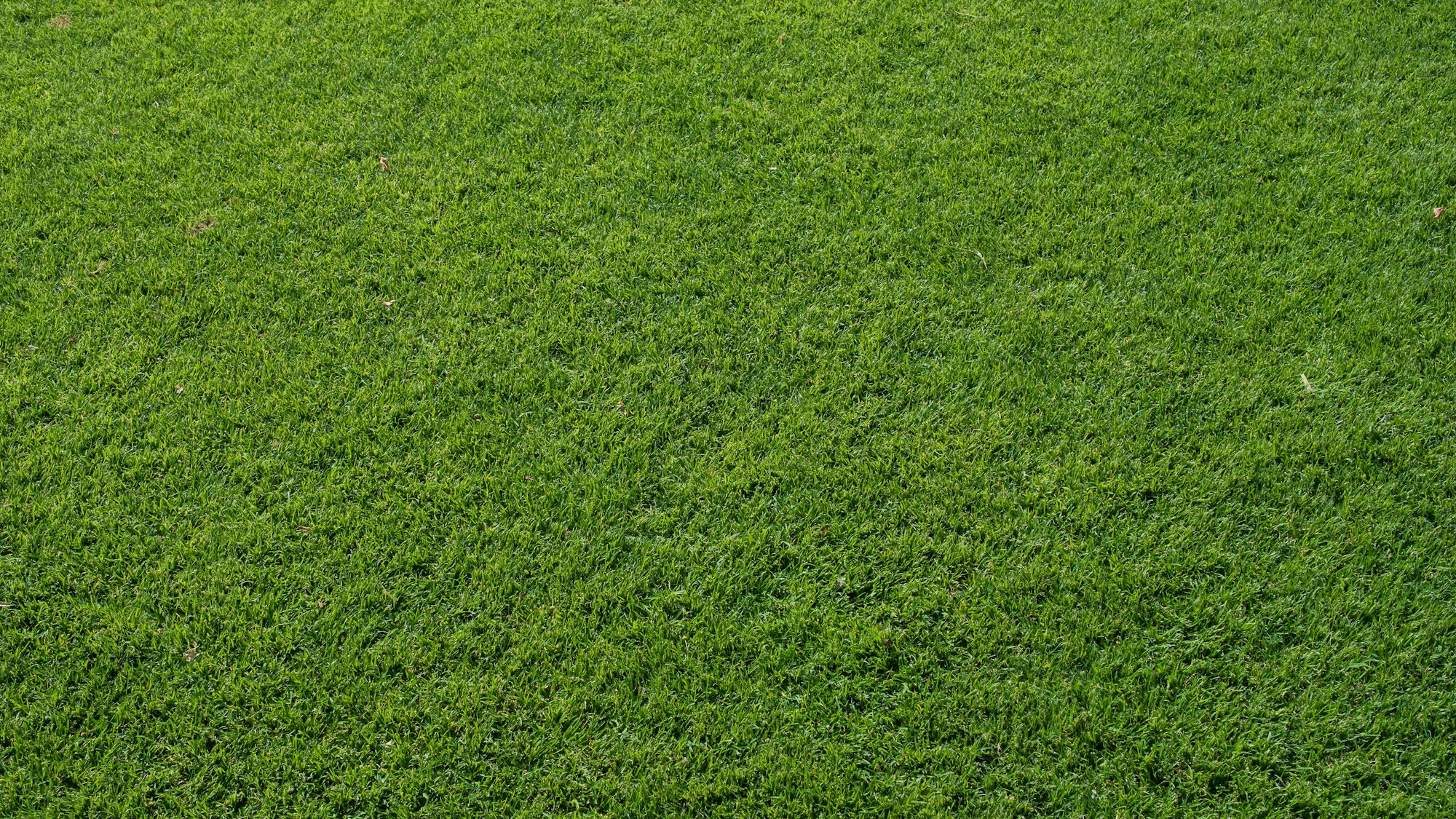 Perfekter kurz geschnittener Rasen
