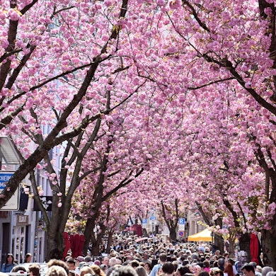 05.04.2025 Bonn. Wetter: Die Kirschblüte in der Bonner Altstadt zieht jedes Jahr viele Schaulustige an. Die ersten Kirschbäume sollen bereits blühen. Breite Straße. Foto: Alexander Schwaiger