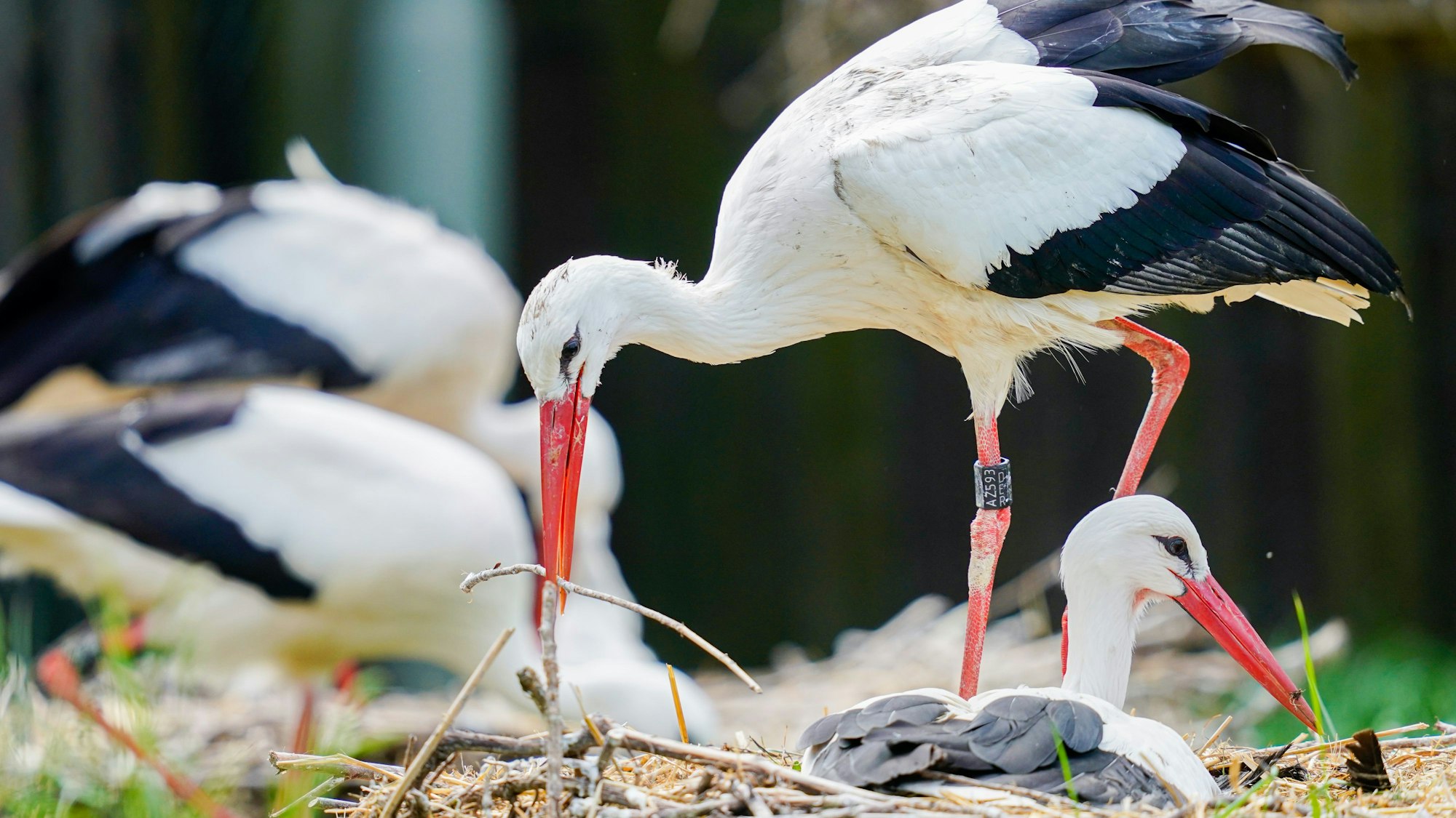 ARCHIV - 16.05.2019, Rheinland-Pfalz, Bornheim: Ein Weißstorch (Ciconia ciconia) legt in der Voliere der «Storchenscheune», einer Pflegestation der Aktion «Pfalzstorch», einen Ast in seinen Horst. (Archivfoto) (zu dpa: «Störche überraschen mit früher Heimkehr») Foto: Uwe Anspach/dpa +++ dpa-Bildfunk +++