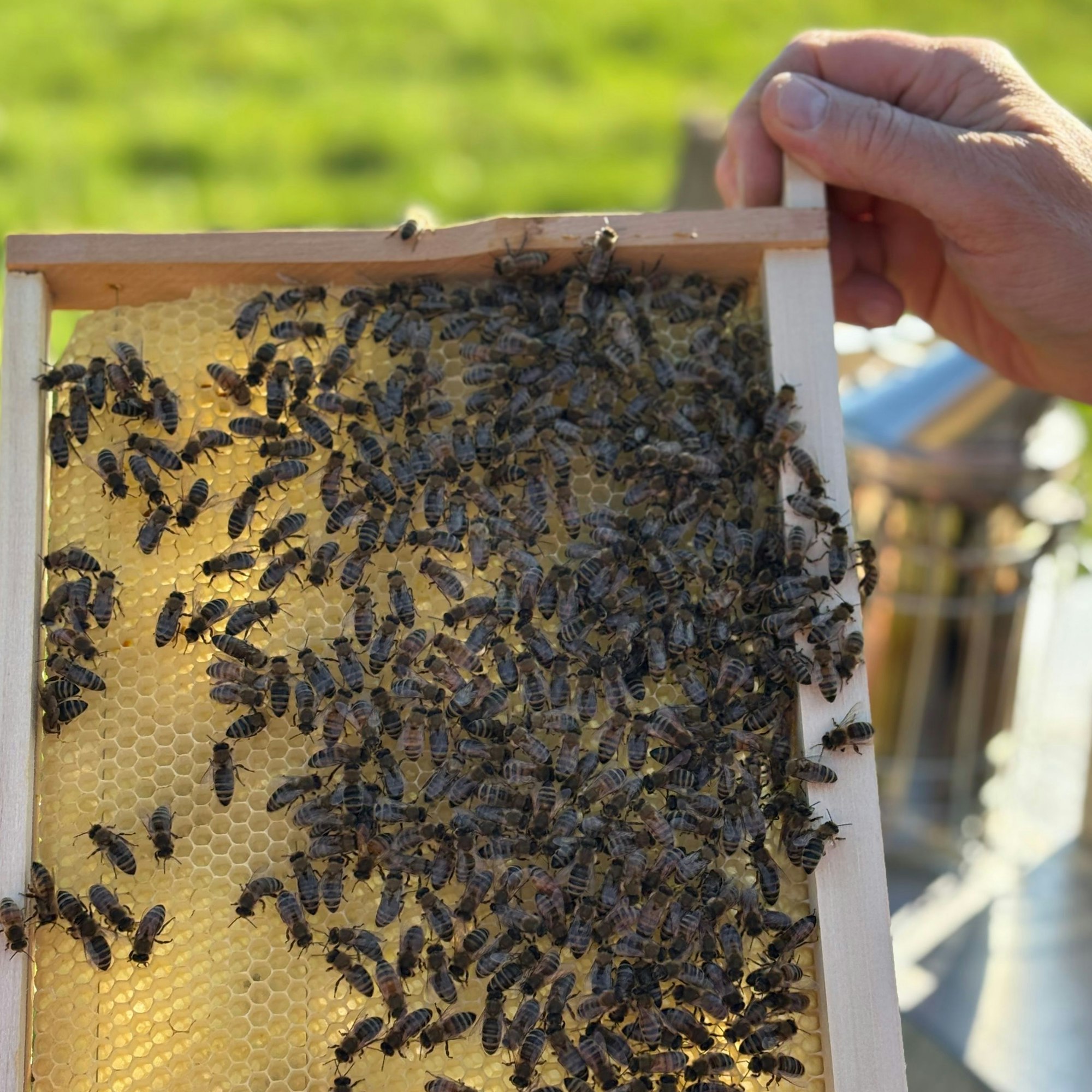 Eine ungeschützte Hand hält eine Schublade, auf der sich Bienen auf Honigwaben tummeln.