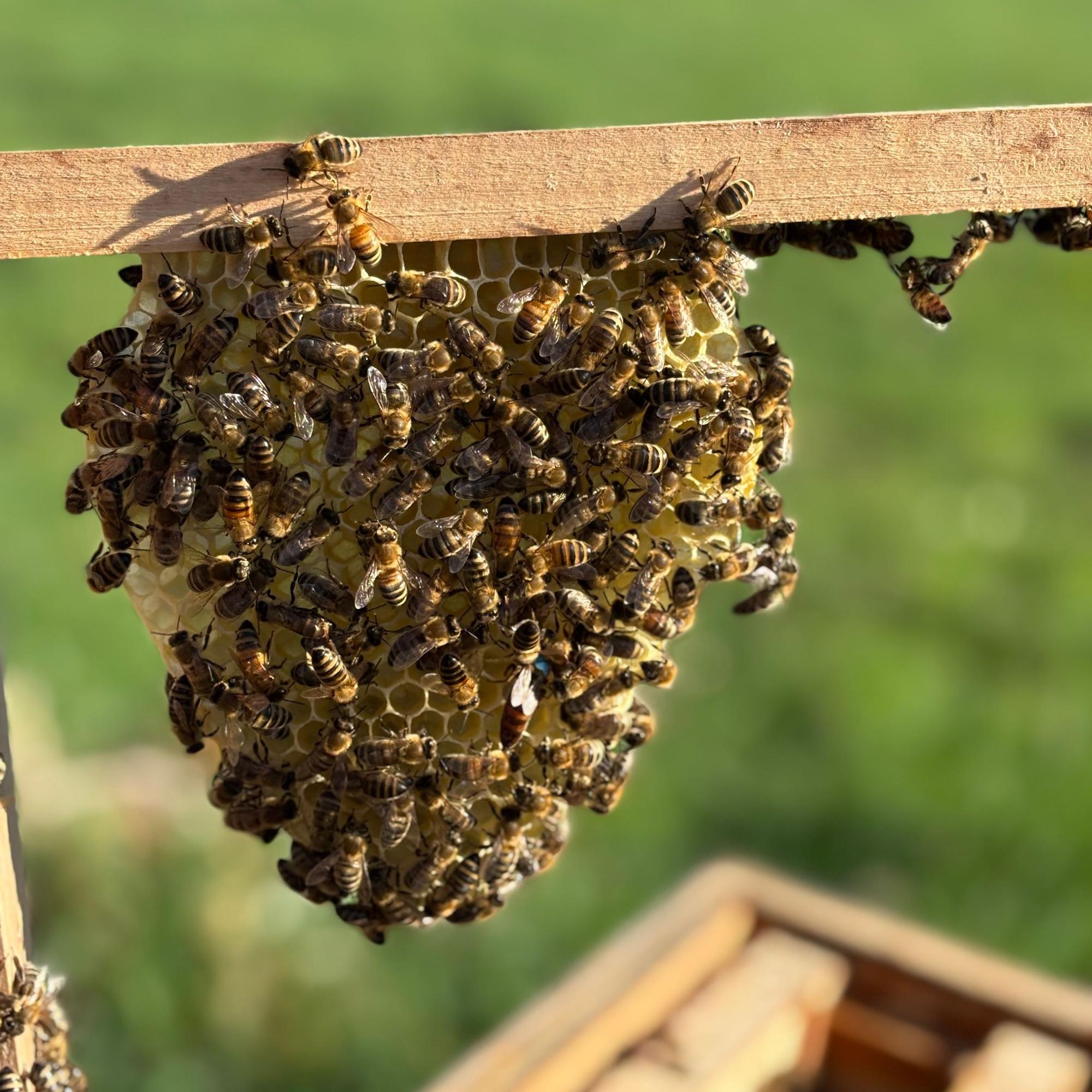 Bienen drängen sich auf einer ovalen Wabe, die an einem Holzkasten befestigt ist.