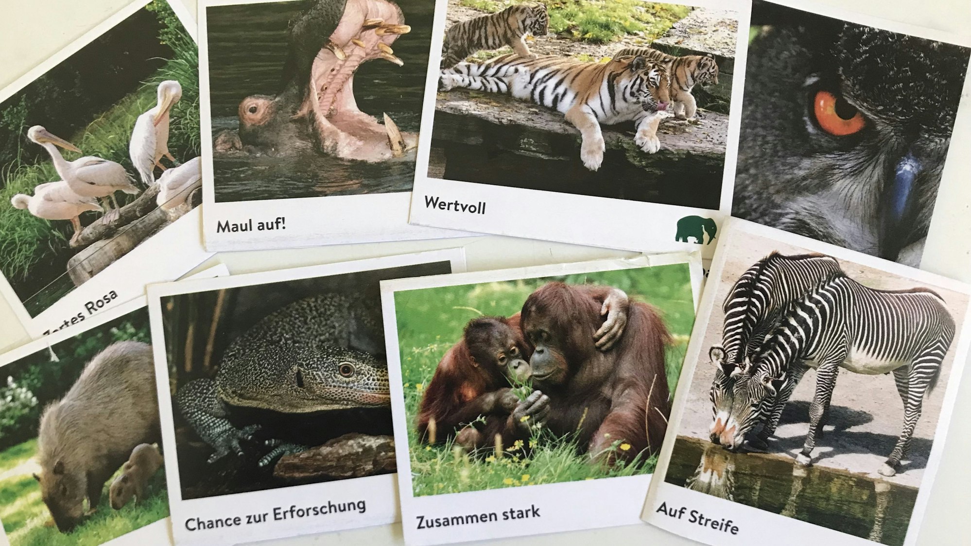 Das Bild zeigt das neue Sammelalbum des Kölner Zoos und seine Sticker.