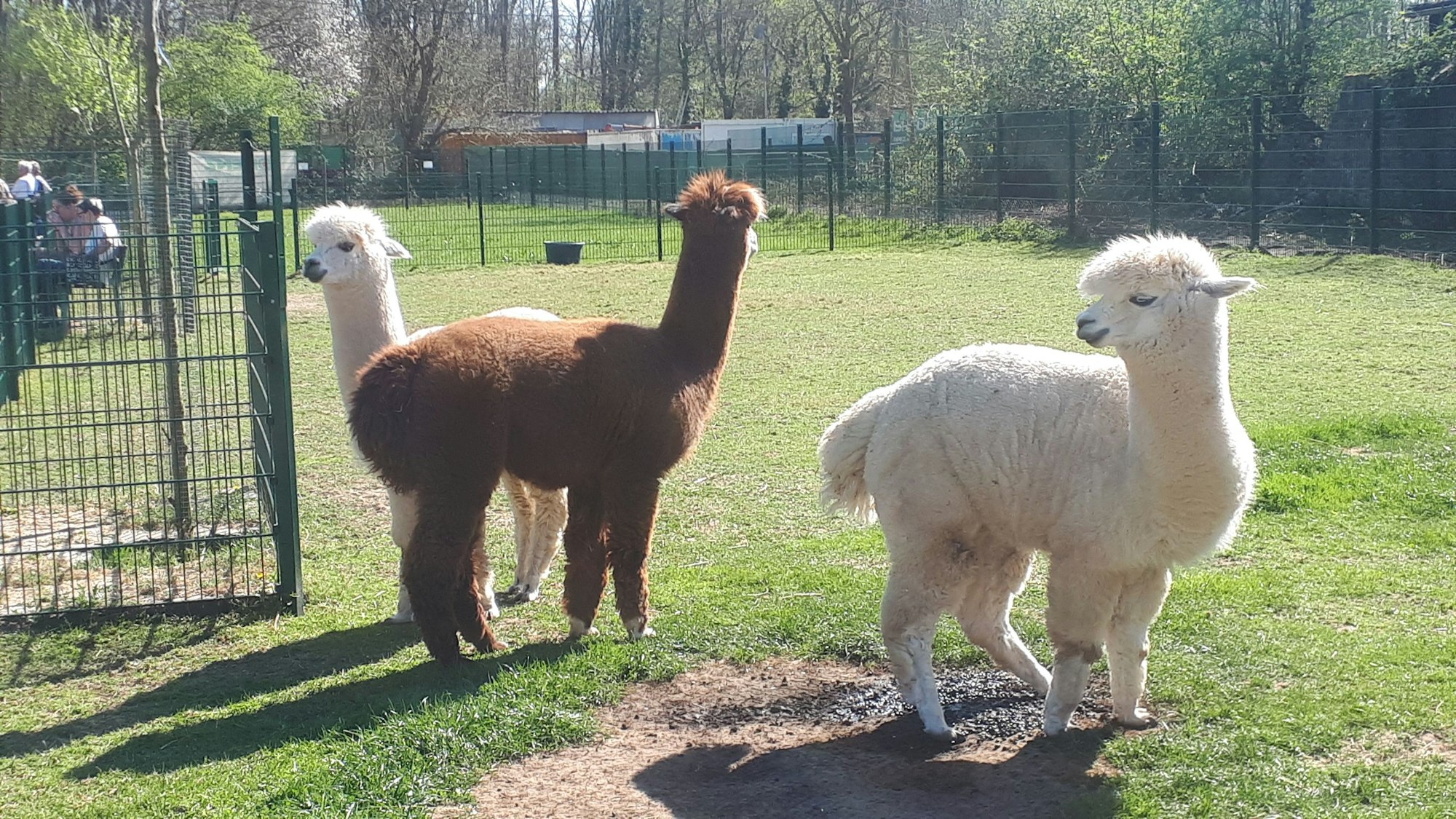 Drei Alpakas stehen auf einer Wiese