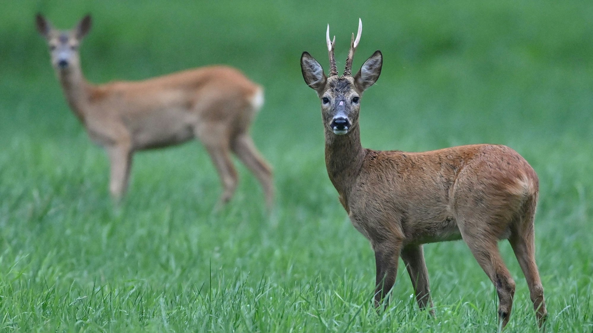 Ein Rehbock und ein Reh stehen am frühen Morgen auf einer Wiese.
