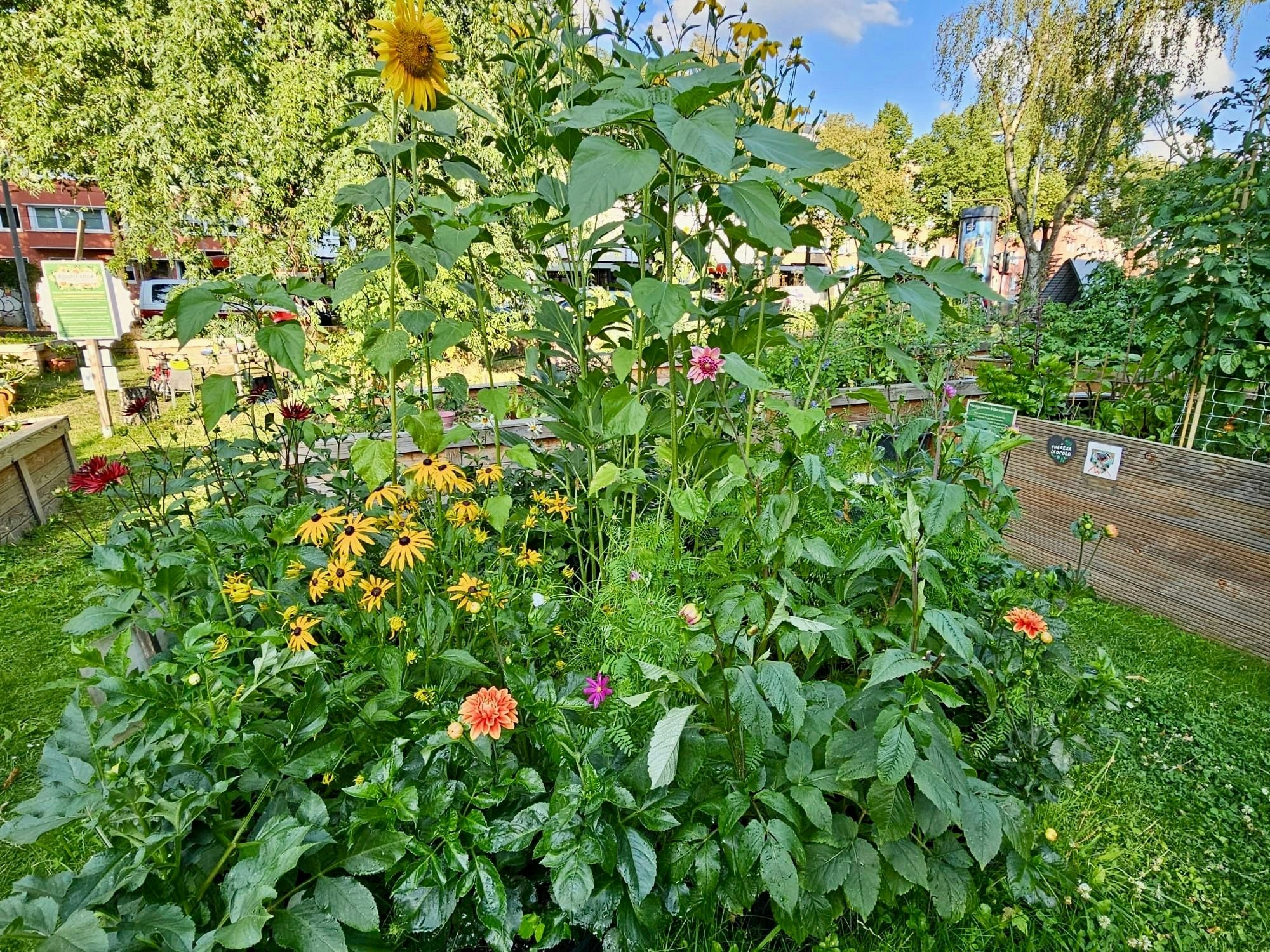 Blick auf ein blühendes Beet