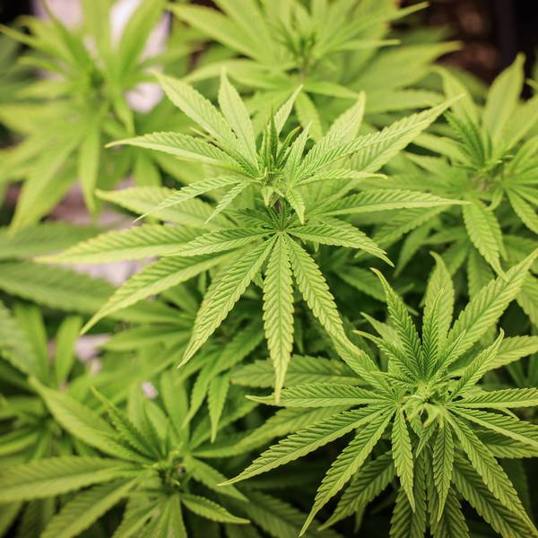 Cannabispflanzen (ca. 4 Wochen alt) in ihrer Wachstumsphase stehen unter künstlicher Beleuchtung in einem Privatraum.