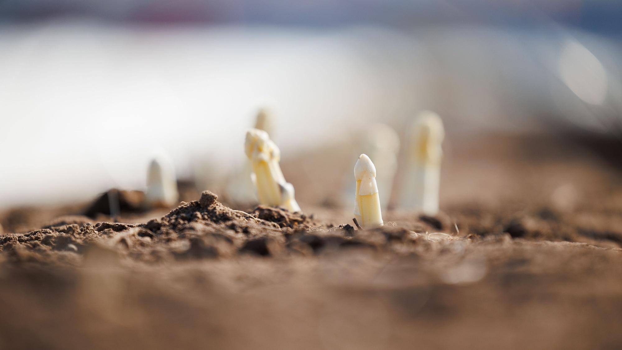 Spargel wächst auf einem Feld. (Symbolbild)