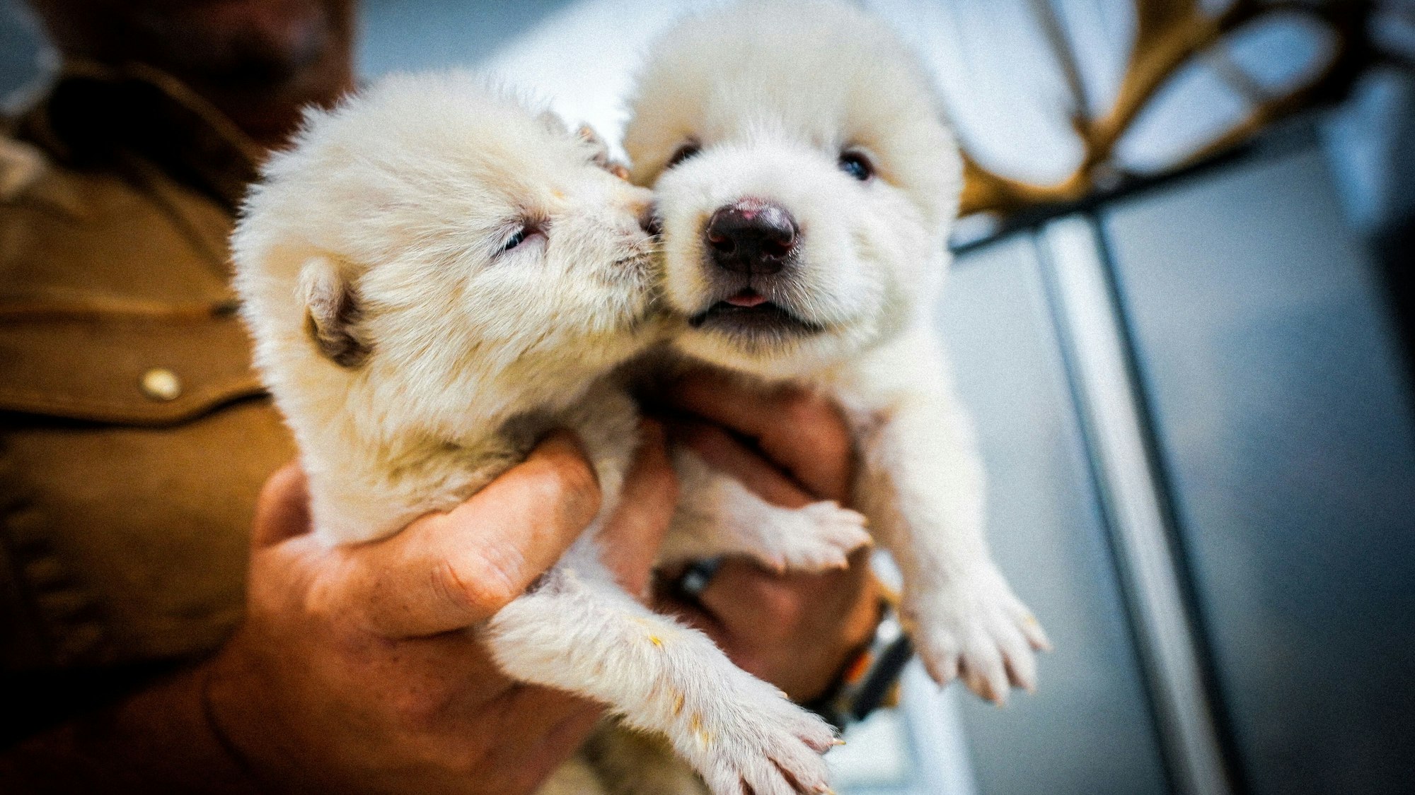 In den USA hat eine Gentech-Firma den ausgestorbenen Schattenwolf zum Leben erweckt. Hier sind zwei Welpen zu sehen.