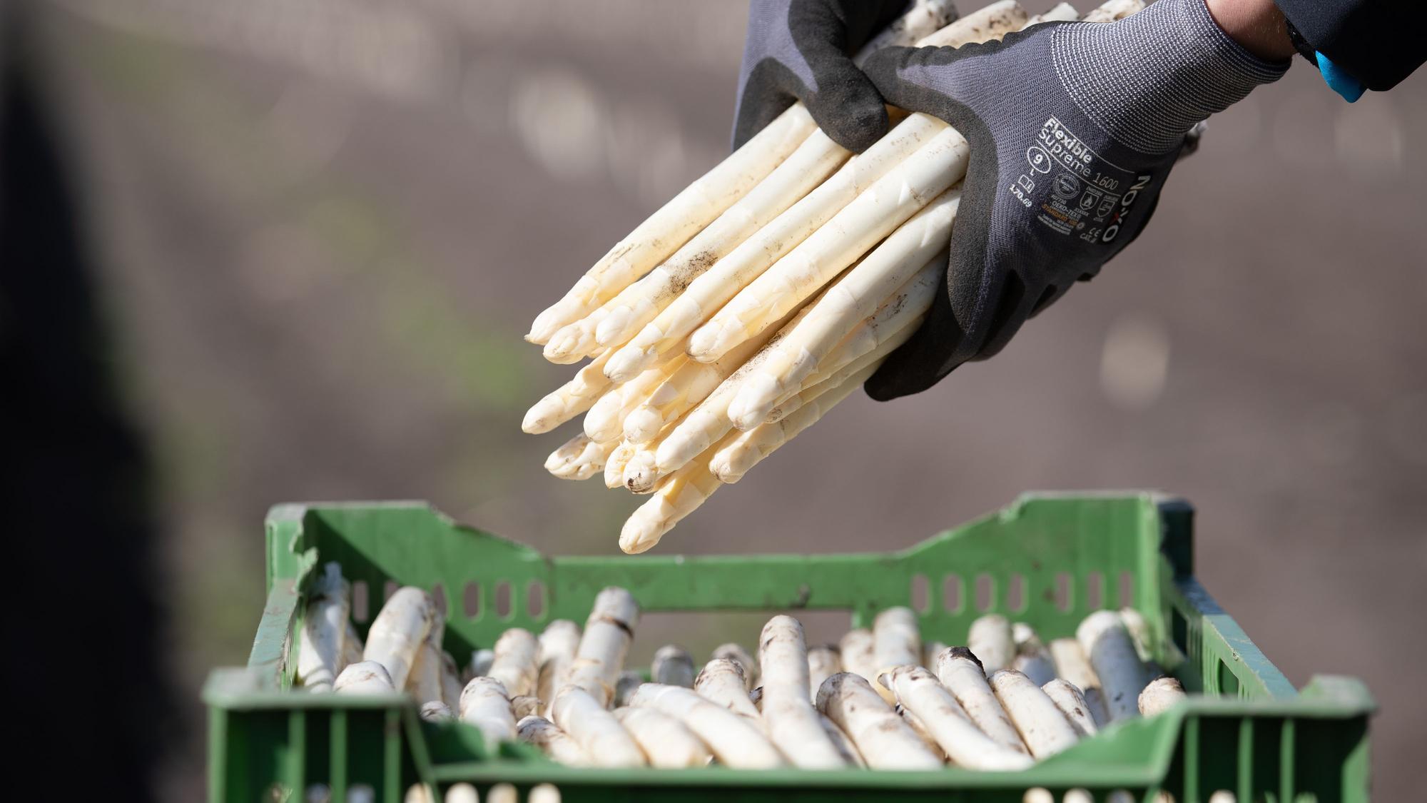 Auf einem Feld wird Spargel geerntet. Er liegt in einer grünen Kiste. (Symbolbild)