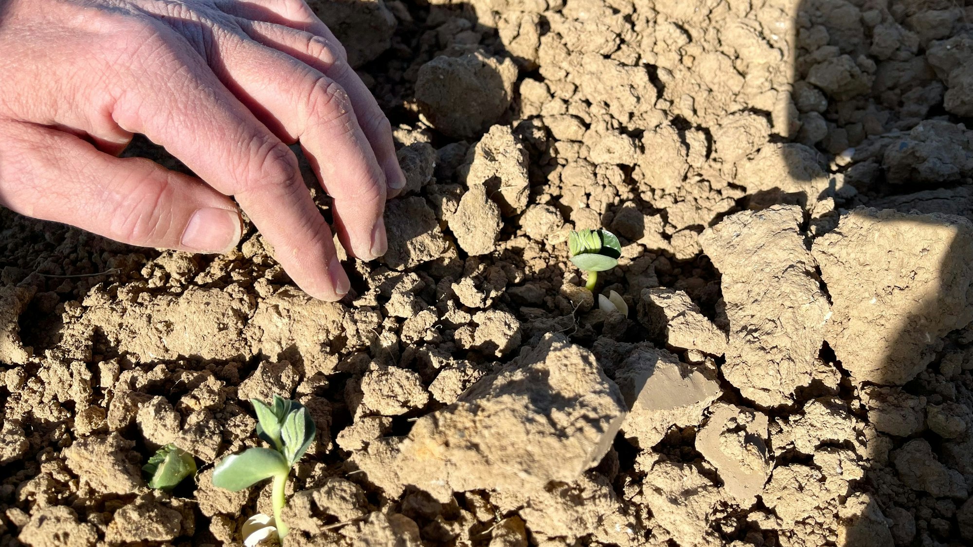 Ein Mann zeigt mit seiner Hand die kleinen Keimlinge in sehr trockenem Boden.