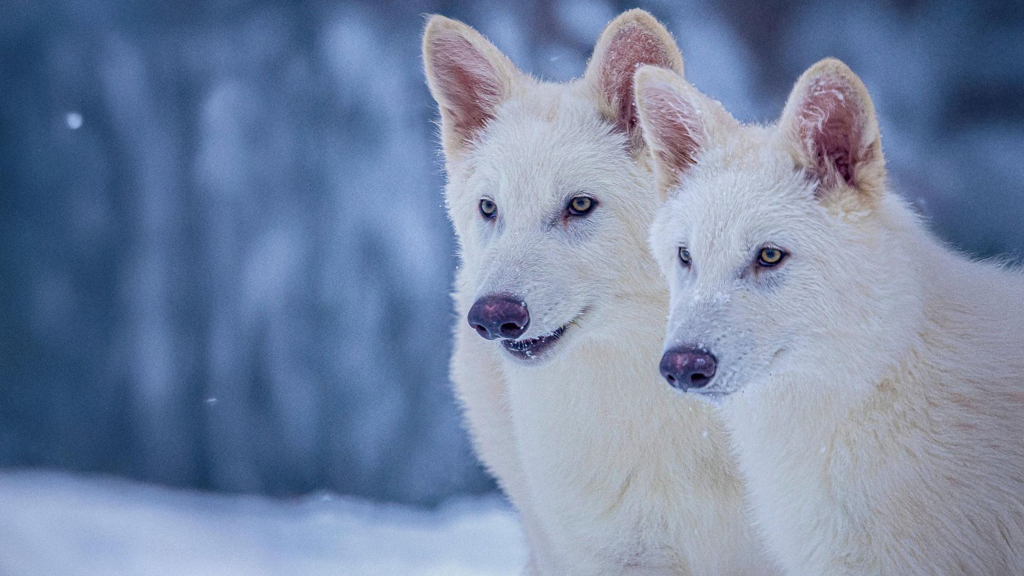 Romulus und Remus sind beide 3 Monate alt und gentechnisch so verändert, dass sie Ähnlichkeiten mit dem ausgestorbenen Schattenwolf (Aenocyon dirus) aufweisen.