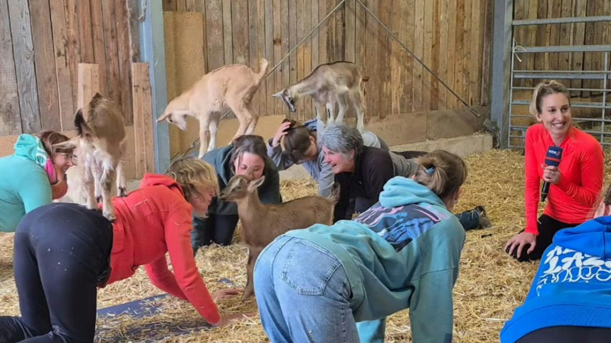 Teilnehmerinnen eines Yogakurses mit kleinen Ziegen in einer Scheune mit Heu.