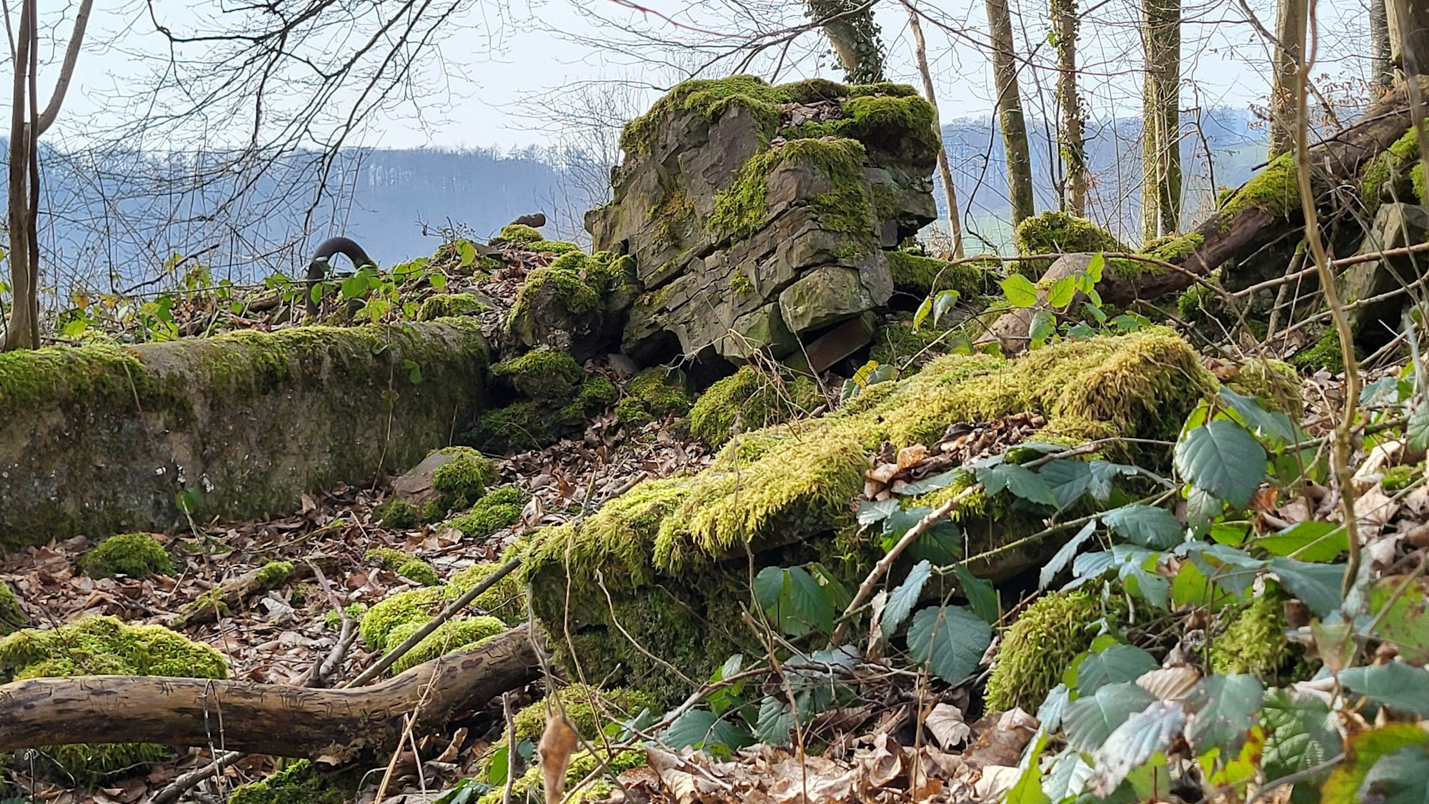 Die Ruinen von Kölschbach liegen mitten im Wald und sind stark verfallen.