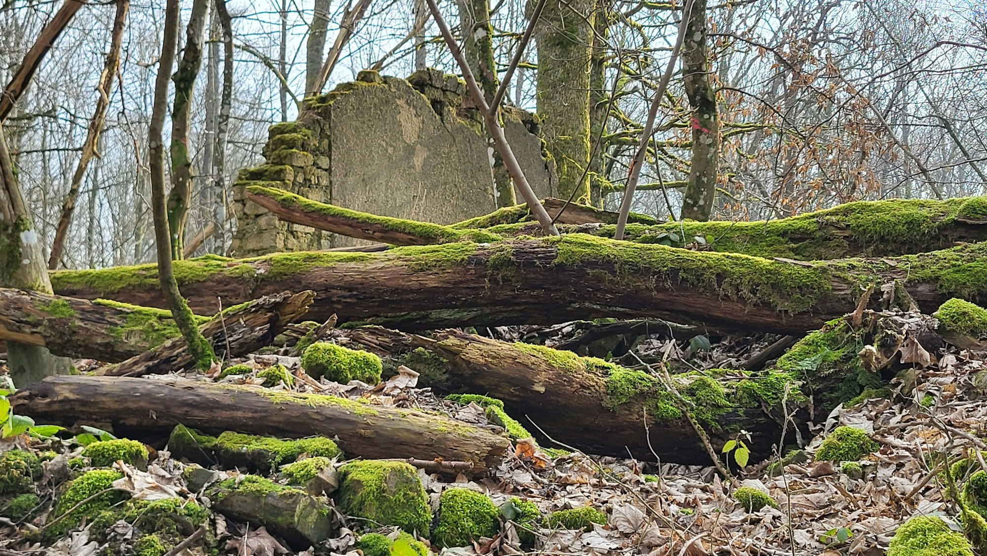 Das Gelände der Ruinen von Kölschbach ist nur schwer zugänglich, überall sind Brombeersträucher, umgekippte Bäume liegen quer.