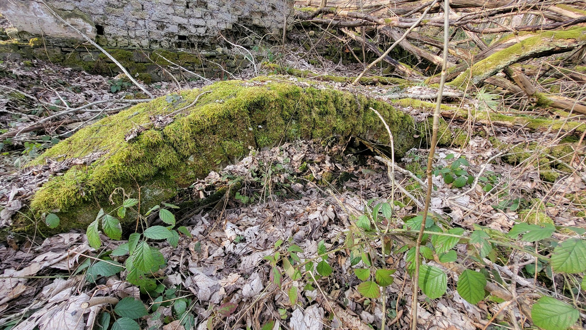 Alte Bögen von Kellergewölben erheben sich aus dem Waldboden.