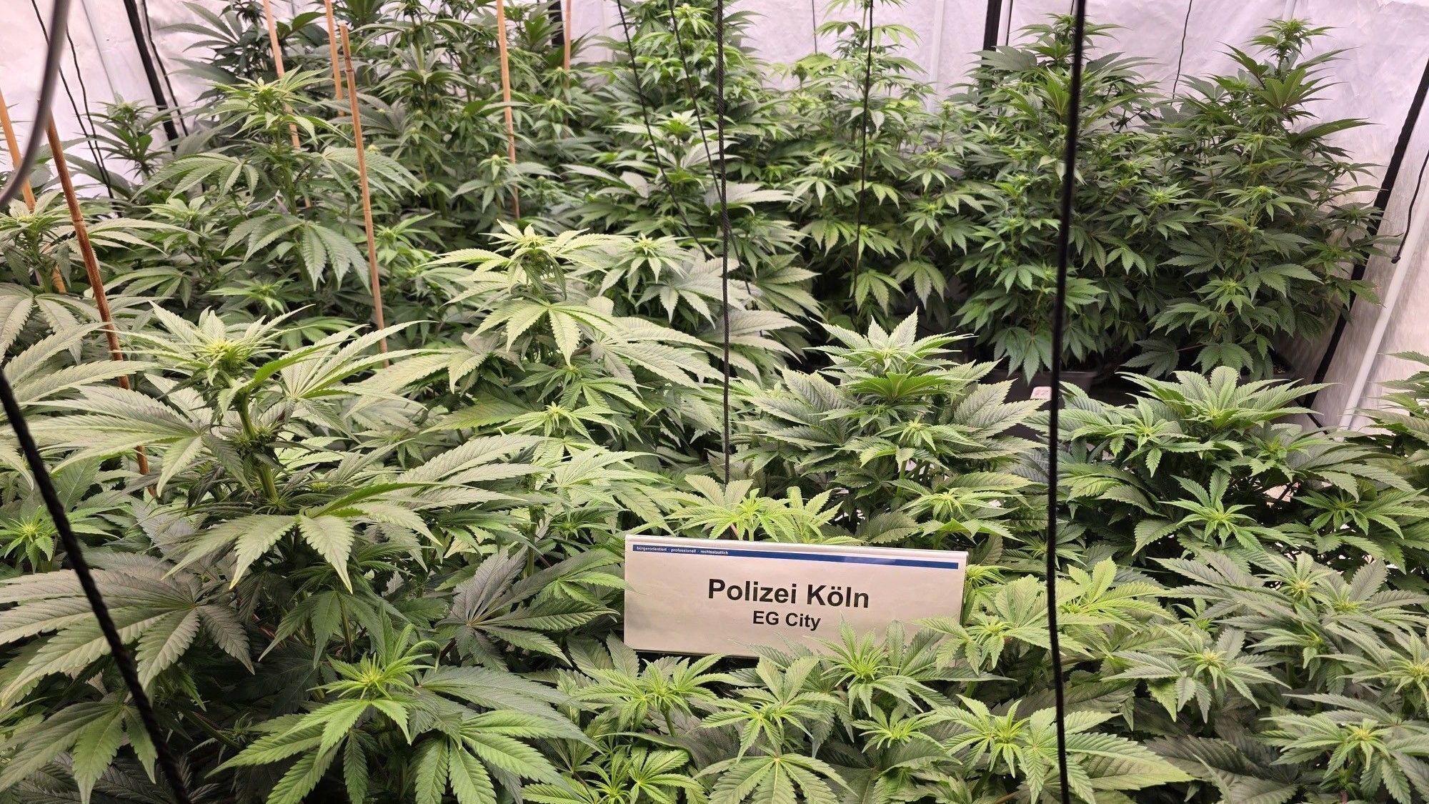 Cannabispflanzen.