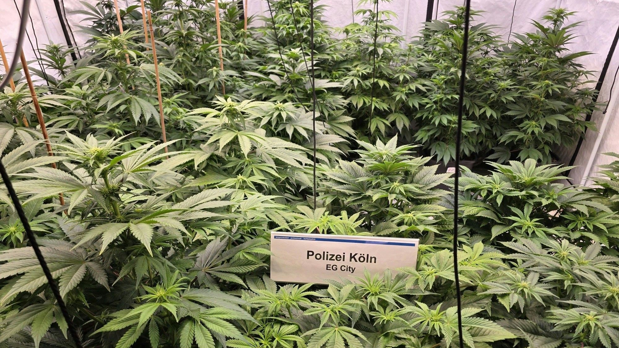 Cannabispflanzen.