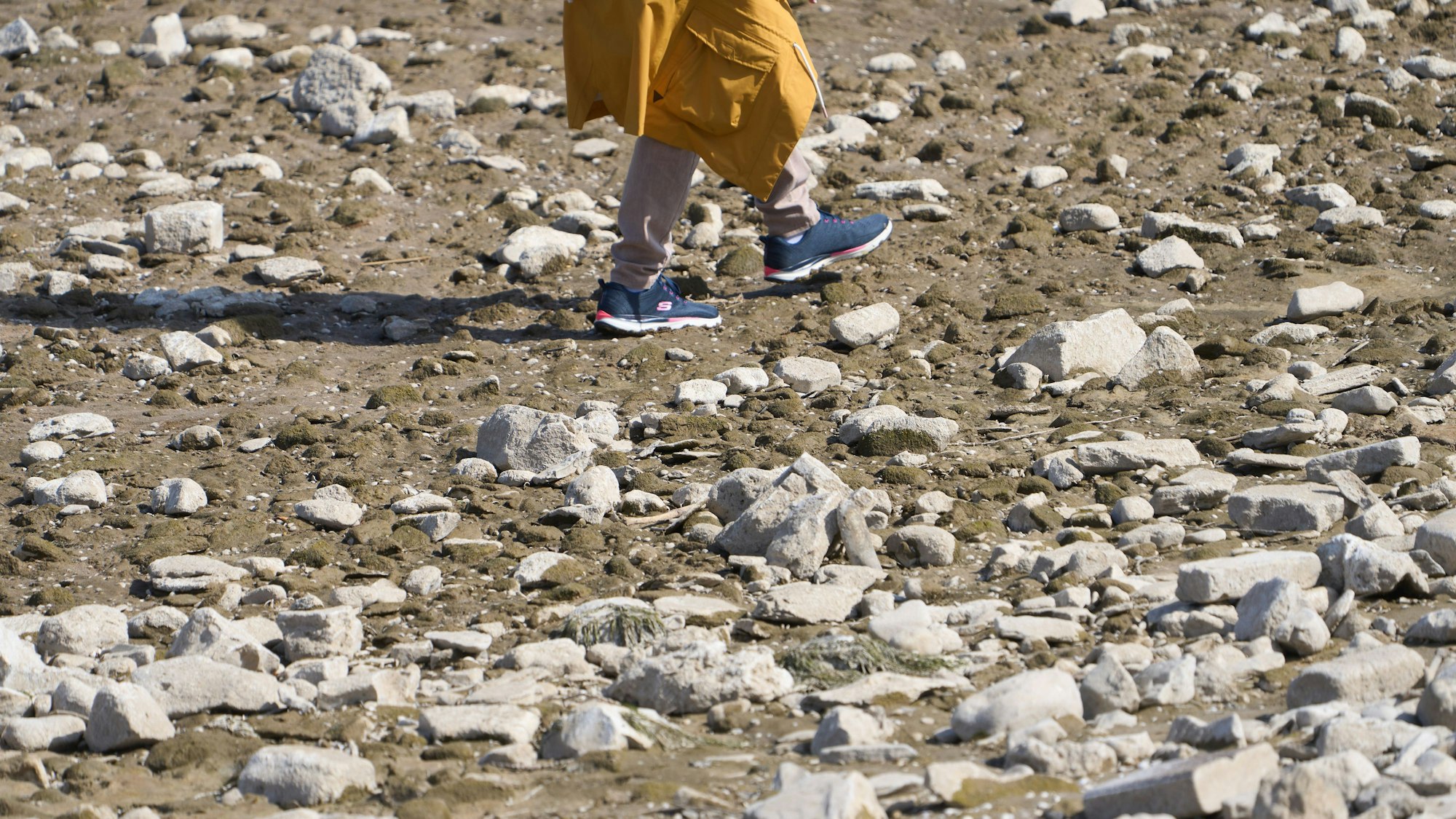 08.04.2025, Rheinland-Pfalz, Osterspai: Ein Spaziergänger läuft über eine Sandbank bei Osterspai. Der Wasserstand im Rhein ist für die Jahreszeit bereits extrem niedrig, Frachtschiffe können nicht mehr voll beladen werden. (Luftaufnahme mit einer Drohne). Foto: Thomas Frey/dpa +++ dpa-Bildfunk +++