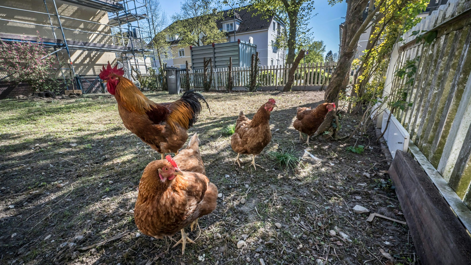 Hühner und ein Hahn in der Kolonie in einem Garten an der Rathenaustraße. Foto: Ralf Krieger