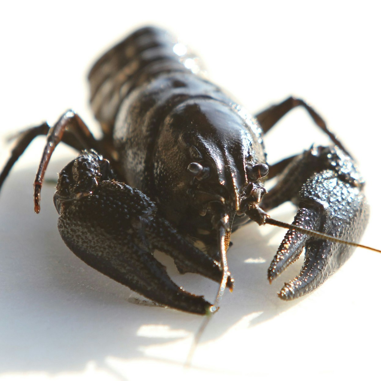 Ein Edelkrebs, aufgenommen 20.10.2012 im Teichwirtschaftlichen Beispielbetrieb des Bezirks Unterfranken in Maidbronn (Bayern).