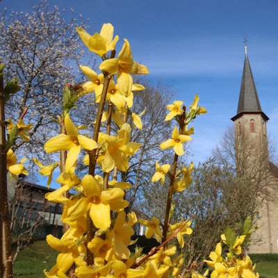Die katholische Kirche am Prozessionsweg in Denklingen. Davor blühen gelbe Blumen.