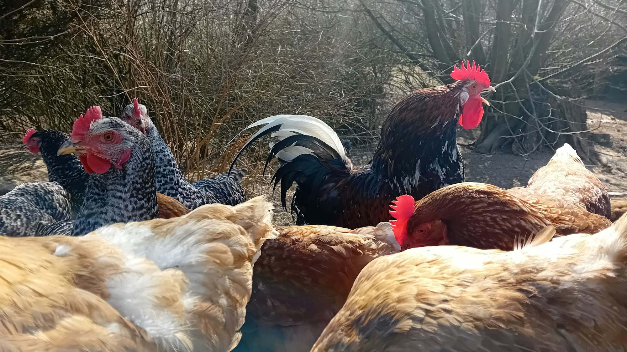 Am Prozessionswanderweg: Ein Hahn mit Hühnern.