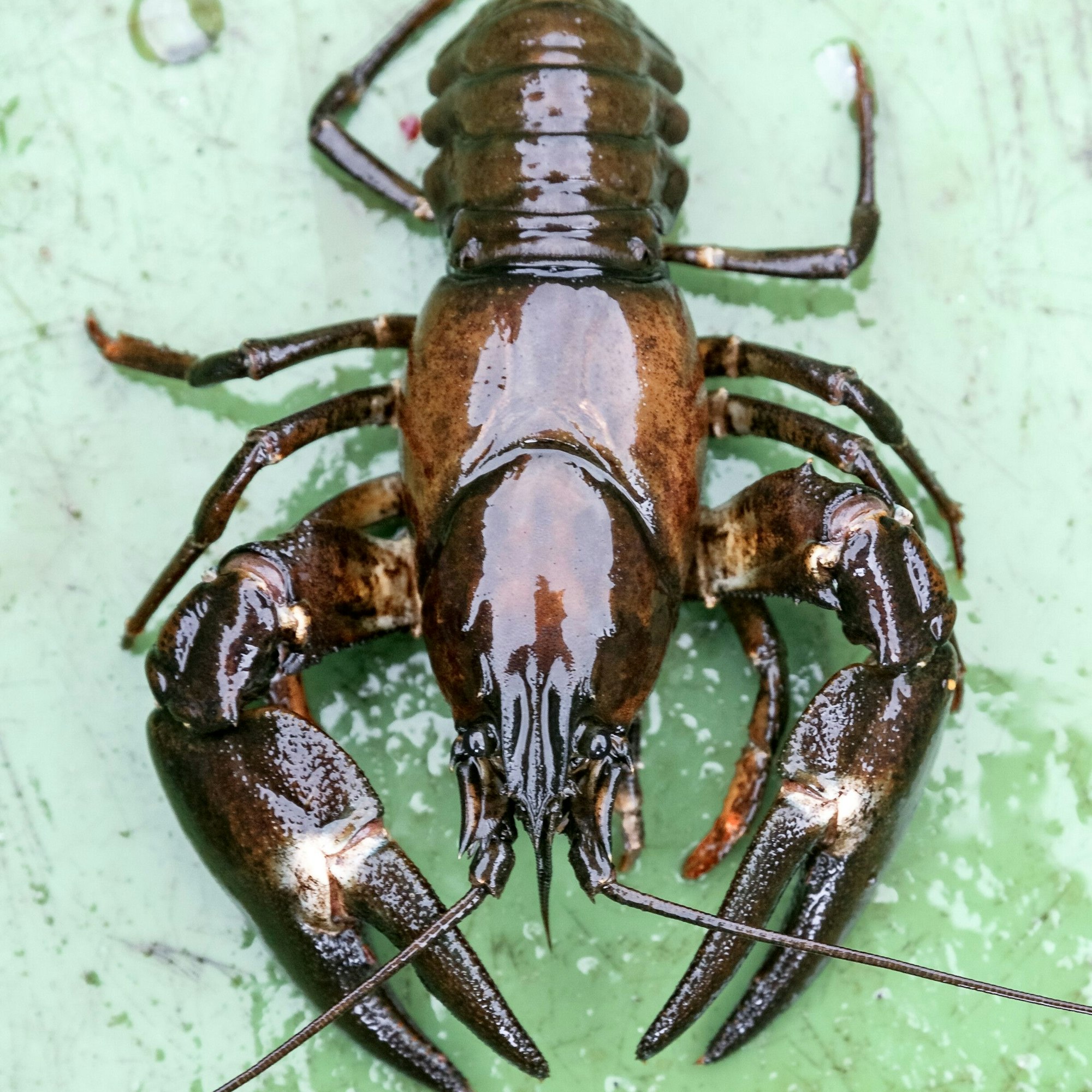 Ein Signalkrebs liegt in einer Fischkiste.