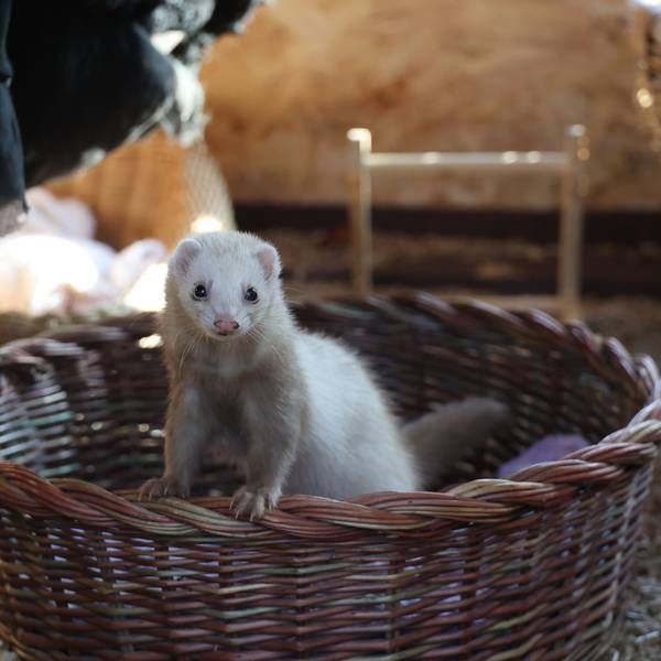 Die Frettchen im Wildpark Reuschenberg haben ein neues Zuhause.