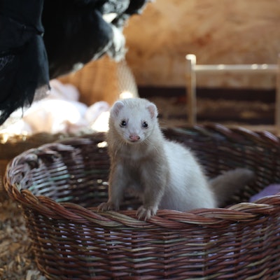 Die Frettchen im Wildpark Reuschenberg haben ein neues Zuhause.
