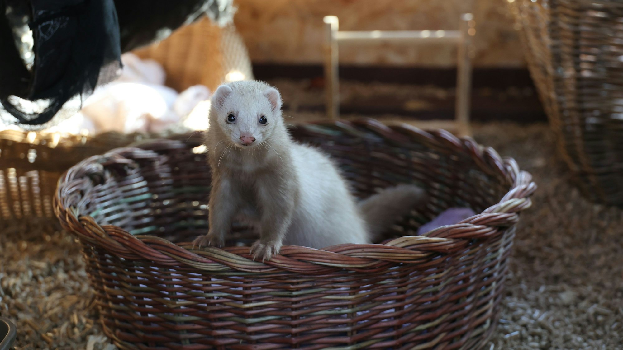 Die Frettchen im Wildpark Reuschenberg haben ein neues Zuhause.