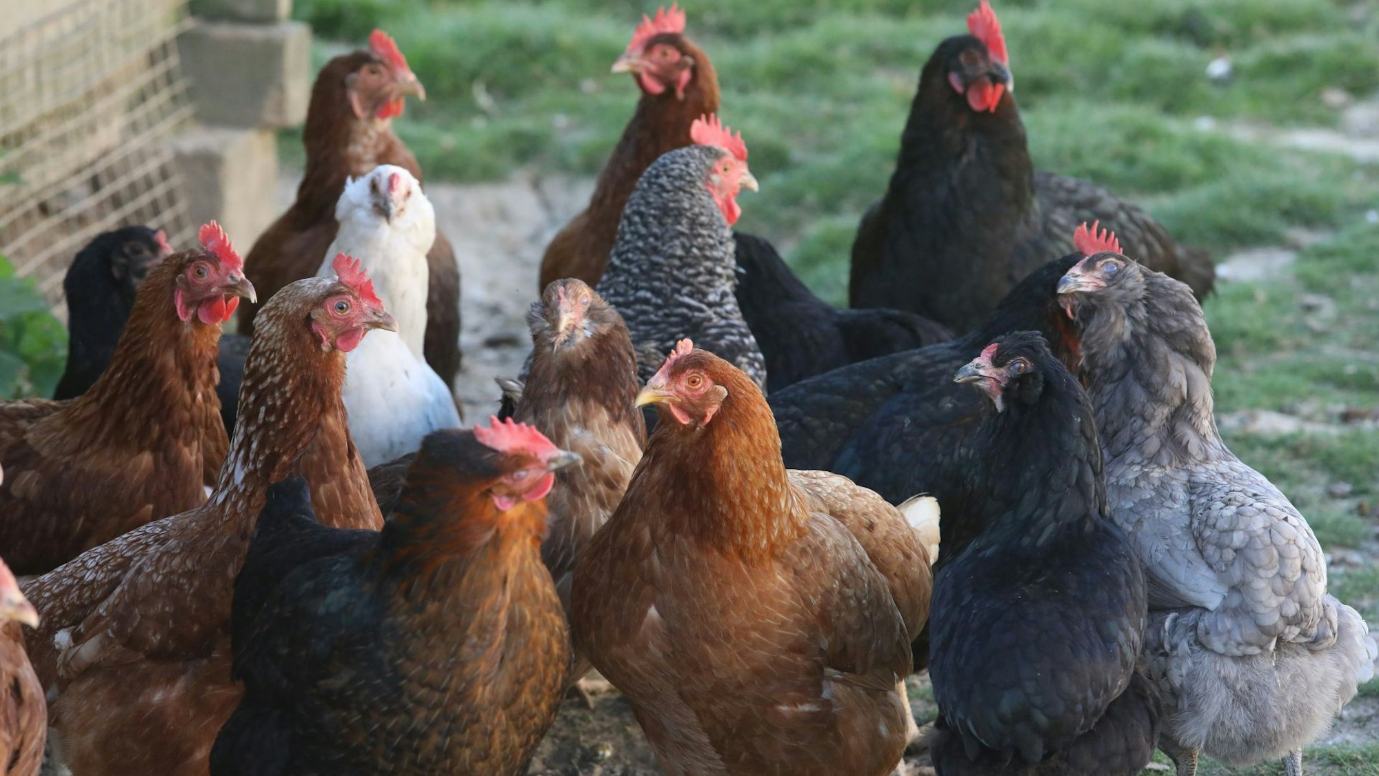 Braune, schwarze, graue und weiße Hühner stehen in einer Gruppe auf einer Wiese.