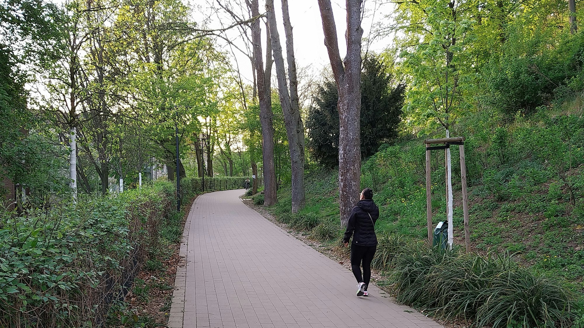 Eine Person läuft über einen asphaltierten Weg am Michaelsberg in Siegburg zwischen Grün und Bäumen.