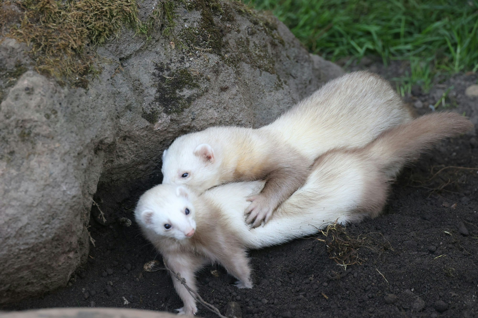 Eine neue Gruppe Frettchen ist ins neue Gehege eingezogen.Jessy Schmidt