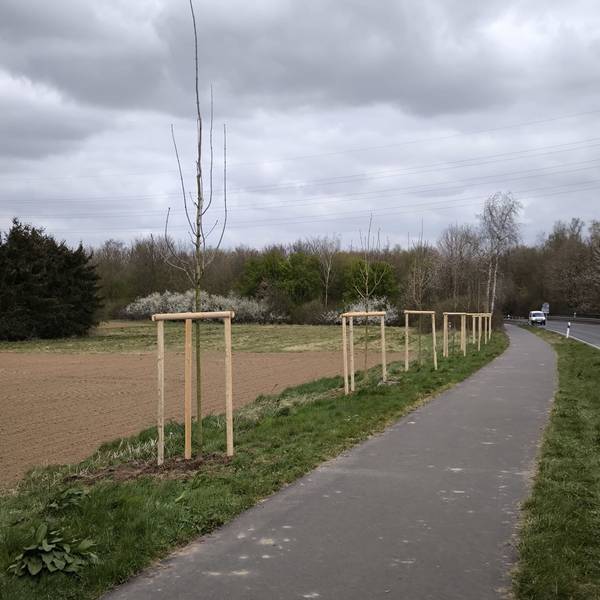 Entlang der Kreisstraßen 20 und 24 in Pulheim wurden 25 neue Ahornbäume gepflanzt.
