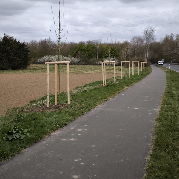 Entlang der Kreisstraßen 20 und 24 in Pulheim wurden 25 neue Ahornbäume gepflanzt.