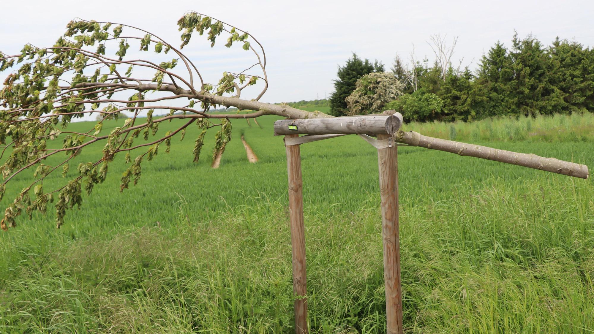 Ein abgesägter Baum