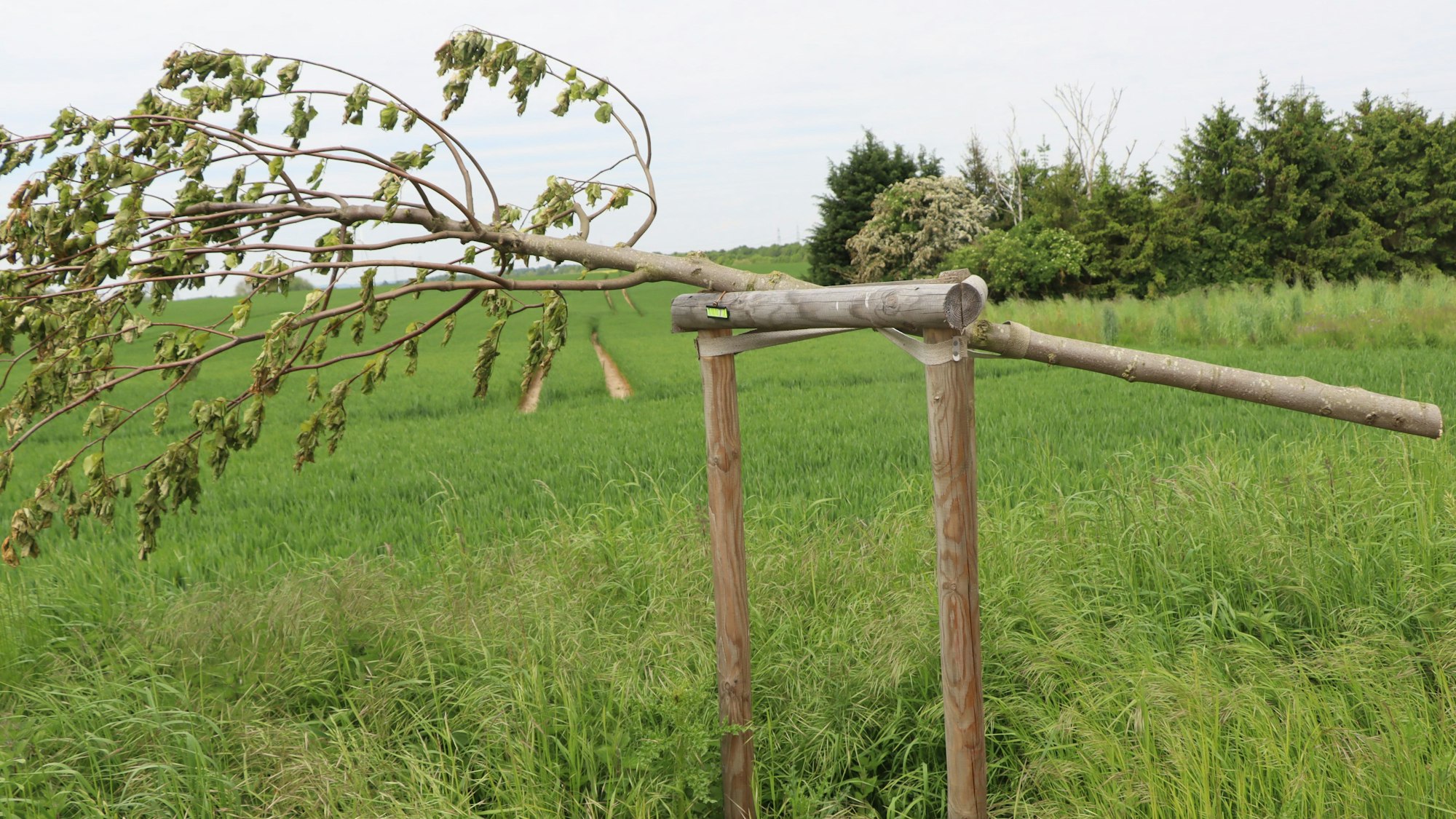 Ein abgesägter Baum