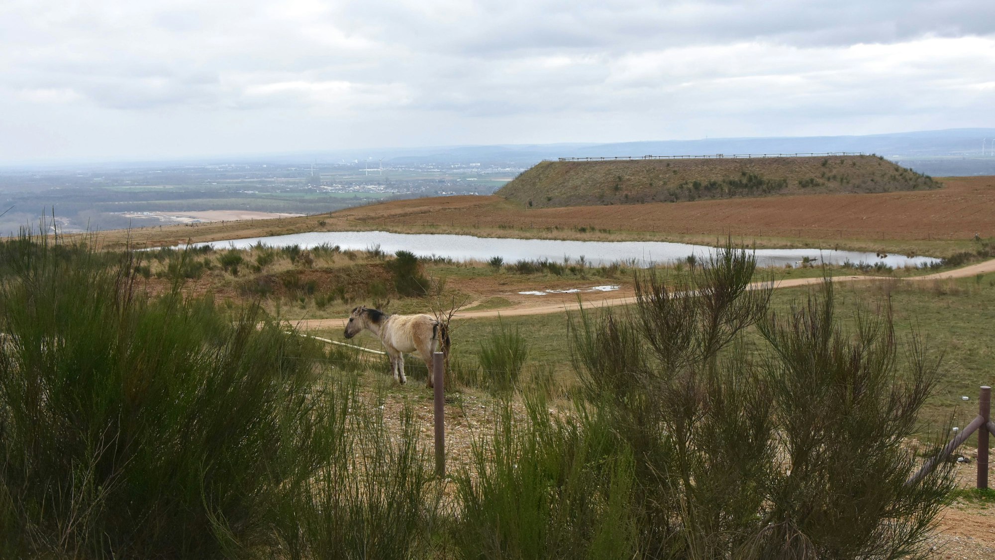 Das Foto zeigt die Goldene Aue auf der Sophienhöhe.