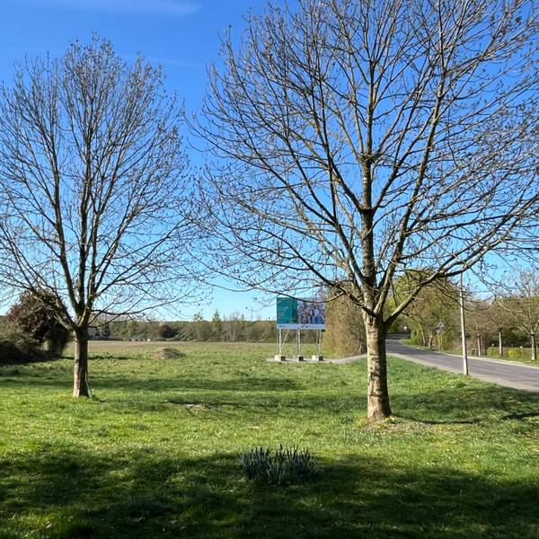 Eine Wiese mit Bäumen in Porz-Lind, auf der ein klimagerechtes Wohnungsbau-Projekt verwirklicht werden soll.