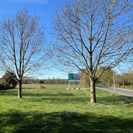 Eine Wiese mit Bäumen in Porz-Lind, auf der ein klimagerechtes Wohnungsbau-Projekt verwirklicht werden soll.