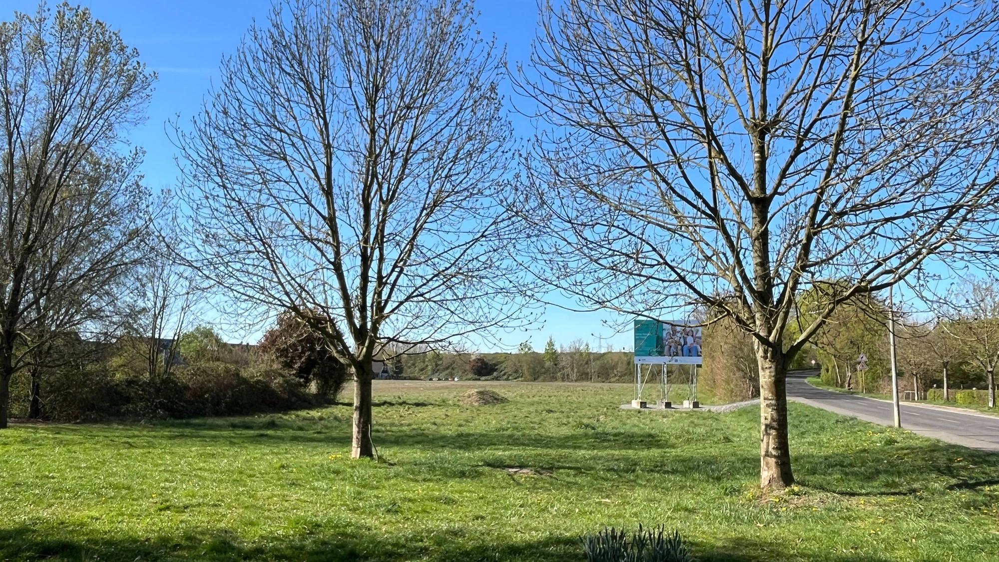 Eine Wiese mit Bäumen in Porz-Lind, auf der ein klimagerechtes Wohnungsbau-Projekt verwirklicht werden soll.