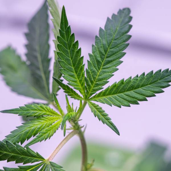 Ein Hanfsteckling (Cannabissteckling) ist in einem Anbaumodul zu sehen.