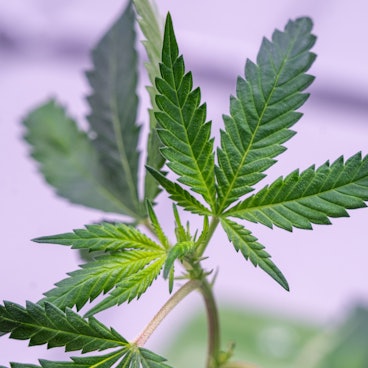 Ein Hanfsteckling (Cannabissteckling) ist in einem Anbaumodul zu sehen.