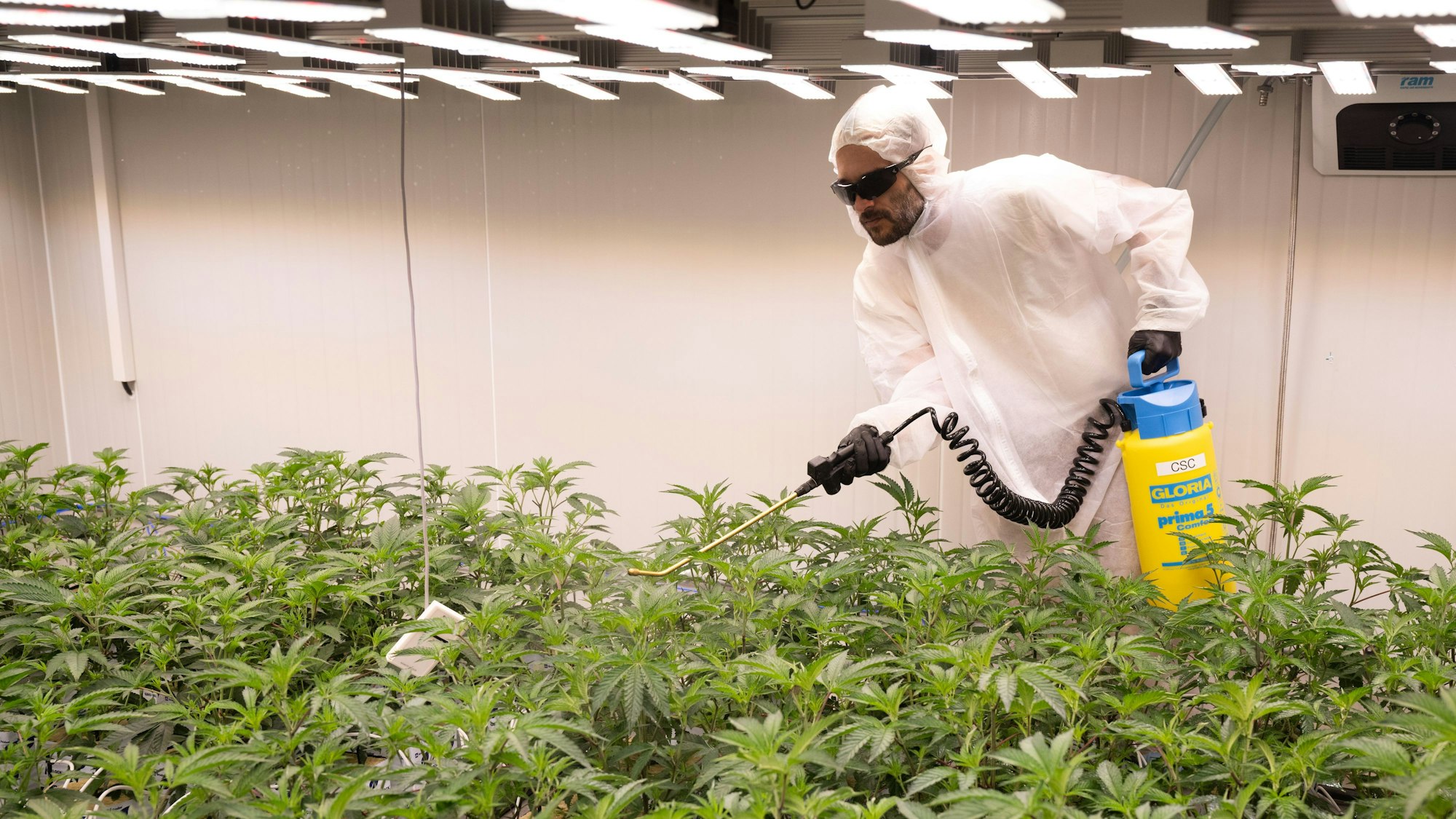 Das Foto zeigt eine Mitarbeiter des „Cannabis Social Club Rhoihesse“ beim düngen der Cannabis-Pflanzen.