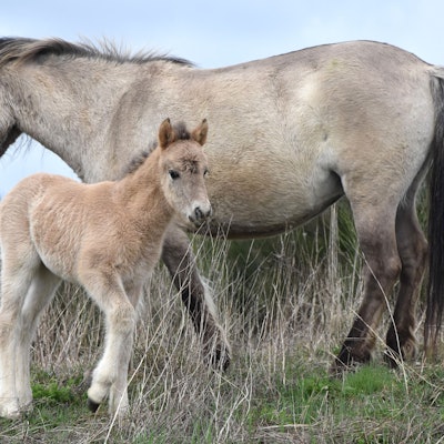 Das Foto zeigt eine Stute mit ihrem Fohlen.