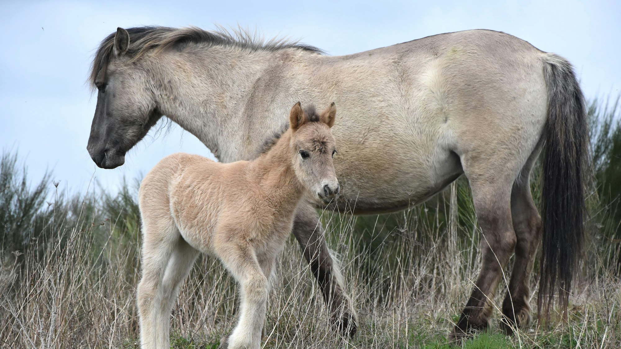 Das Foto zeigt eine Stute mit ihrem Fohlen.